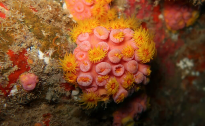 Coral-sol é nativo do oceano Indo-Pacífico Coral-sol é nativo do oceano Indo-Pacífico