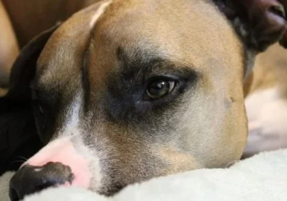 Veterinário terá que indenizar tutor de cadela após falha em castração