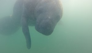 peixe boi marinho atropelado nordeste
