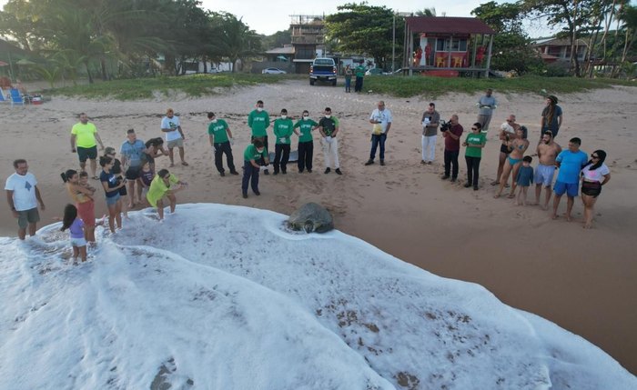 Tartaruga-verde resgatada em Alagoas é devolvida ao mar