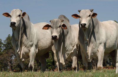 Cria, recria, engorda de bovinos e gestão na pecuária de corte serão temas do Encorte 2018