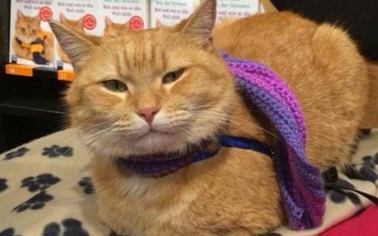 Morre o astro de ‘Um Gato de Rua Chamado Bob’