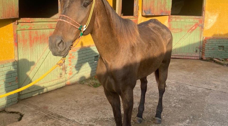 Polícia Civil apreende cavalos de Valdevan Noventa avaliados acima de R$ 1 milhão em Sergipe e São Paulo / Foto: Foto: SSP/SE