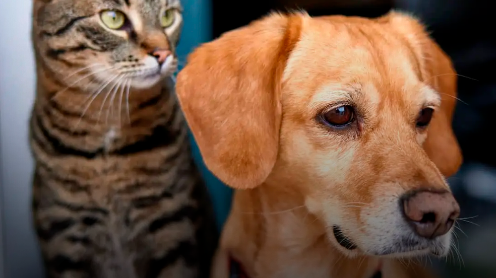 Chuvas aumentam risco de leptospirose em pets: saiba como proteger seu animal