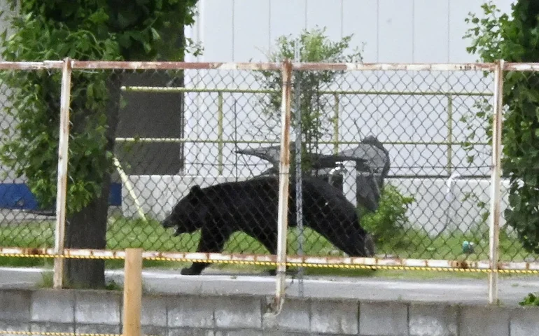 Urso feriu quatro pessoas em uma área residencial do Japão, em meio ao aumento de ataques.