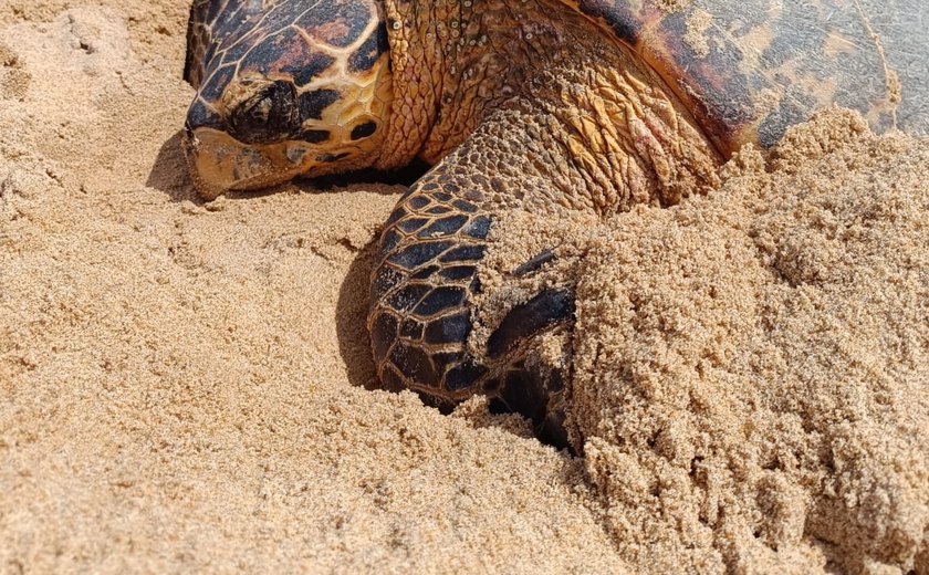Tartaruga marinha faz desova na ﻿Praia de Jacarecica