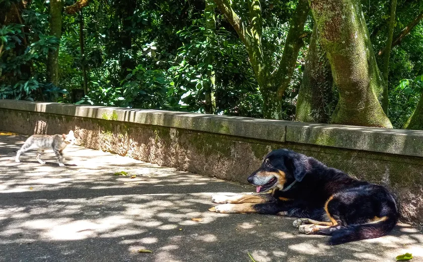 Serial killer de cães e gatos é preso no interior de SP; animais eram torturados