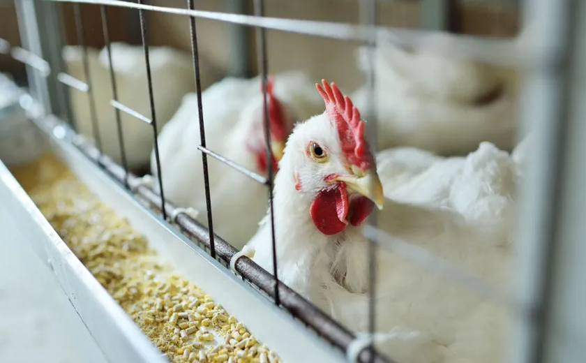 Briga de vizinhos ﻿causou a morte de mais de 1.100 galinhas