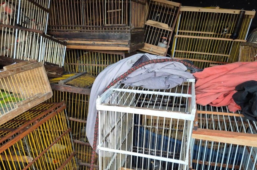 Polícia Militar apreende quase 700 animais em Arapiraca