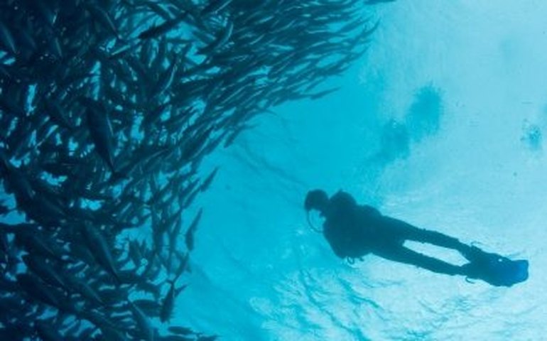 Lei concede a Arraial do Cabo (RJ) o título de Capital Nacional do Mergulho