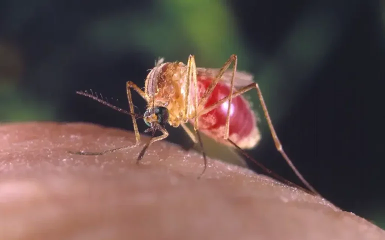 Dengue: Seis estados respondem por 84% dos casos no Brasil; saiba quais são