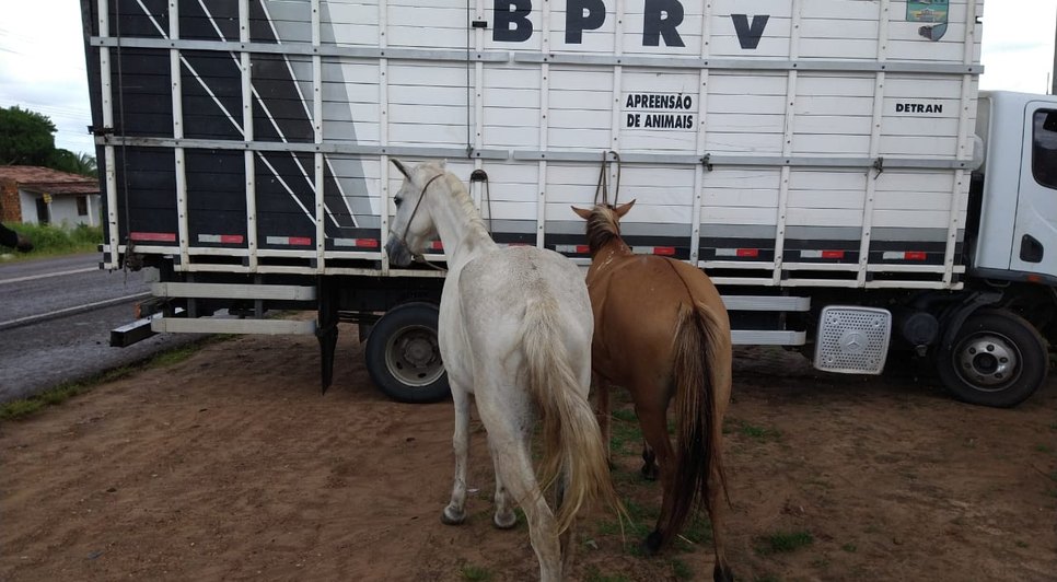 APREENSÃO DE ANIMAIS SOLTOS NAS RODOVIAS / Foto: BPRv