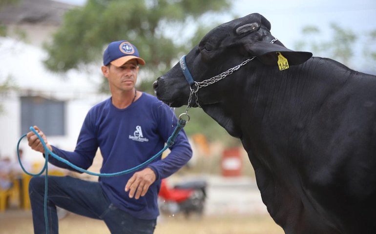 Contagem regressiva para 42ª Expo Bacia Leiteira em Batalha, Alagoas