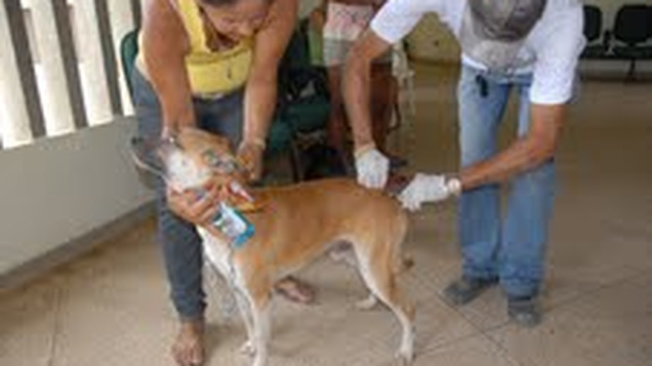 Sesau realiza Dia D de Vacinação Antirrábica neste sábado