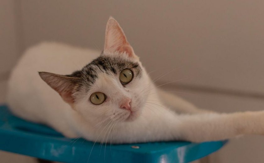 Gabinete da Causa Animal e UVZ promovem duas Feiras de Adoção no final de semana