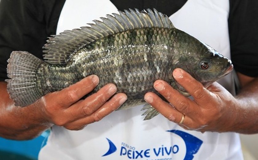 Feira do Peixe Vivo vai comercializar três toneladas de pescado