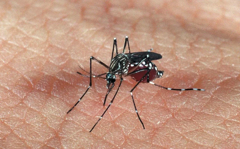 Alagoas tem aumento de 264% em casos de dengue; média nacional foi de 95%