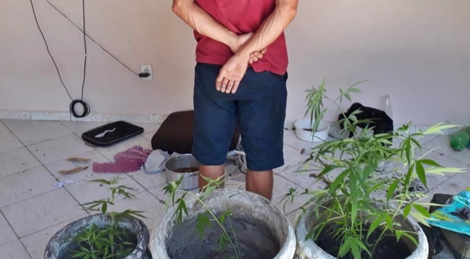 Polícia prende suspeito por cultivo de maconha no Mosqueiro