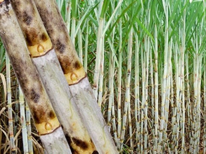 Câmara setorial deve contribuir com avaços para setor canavieiro