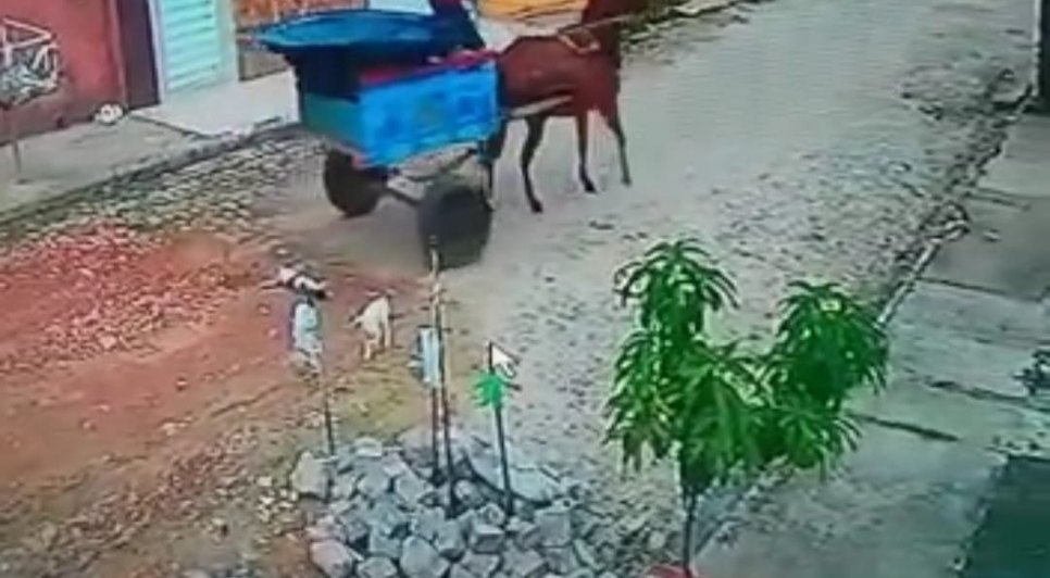 Suspeito de matar gato atropelado com carroça é preso em Poço Verde