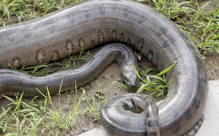 Sucuri é retirada de eclusa no Rio Tietê