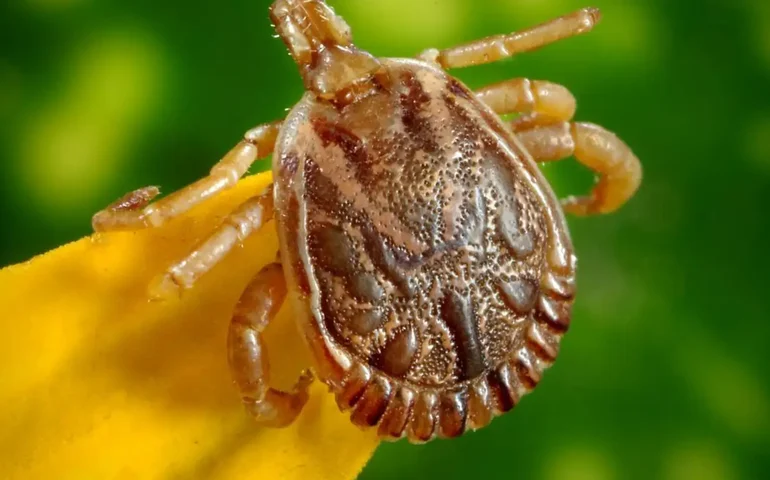 Capivaras e carrapatos fazem cidade de SC decretar emergência