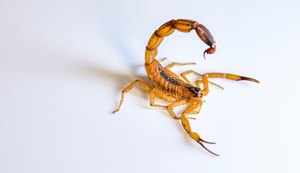 Reprodução: Internet