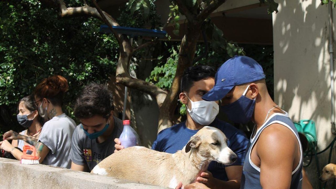 Abrigo São Cão promove feira de adoção neste sábado