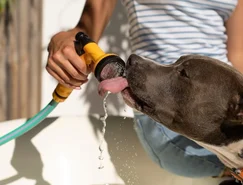 Altas temperaturas mudam a rotina dos pets e exigem novos cuidados dos tutores - Divulgação (1).jpg 