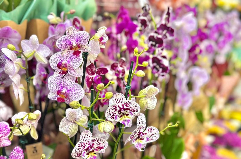 Plantas e flores ganham espaço no Dia das Mães como presentes que simbolizam afeto e cuidado diário