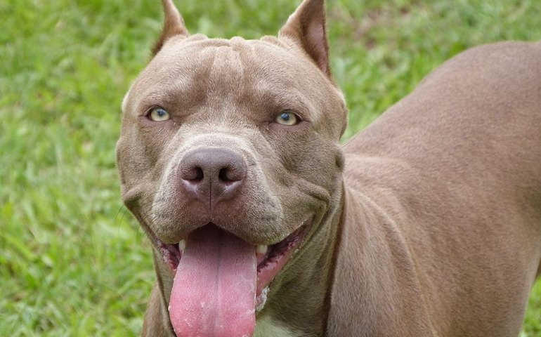 Nos EUA, pitbull enrosca em gatilho de arma ao pular em cama e dispara contra seu tutor