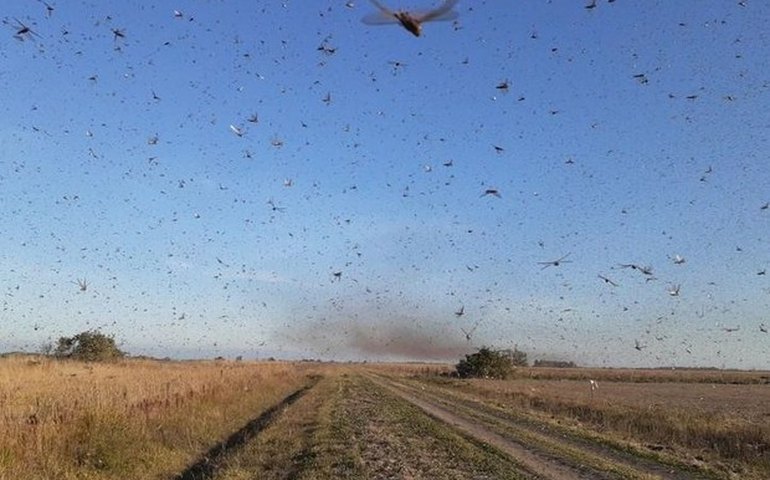 Nuvem de gafanhotos pode chegar na quarta-feira ao RS, preveem técnicos