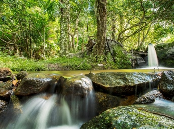 Rota Ecológica recebe peixes-boi para aclimatação ao ambiente natural