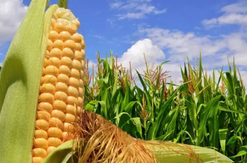 Produção de milho alagoana apresenta crescimento de ﻿120% e bate recorde