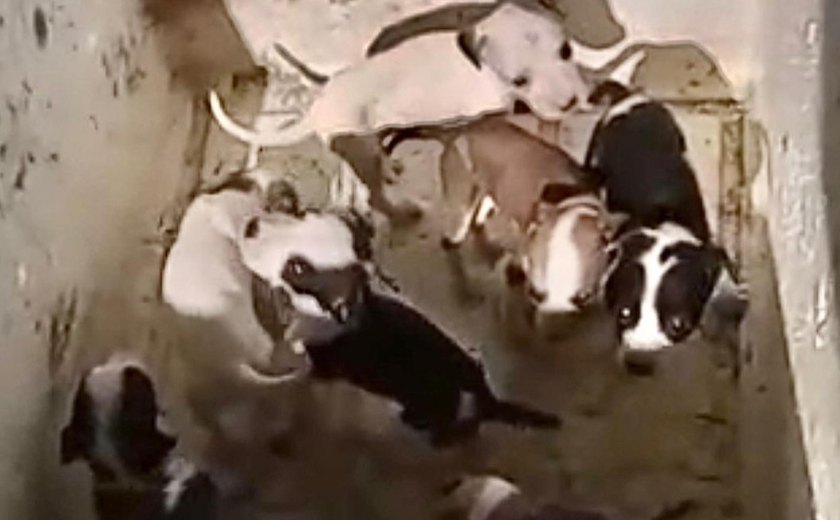 Polícia Civil localiza suspeito de abandonar 11 filhotes e instaura inquérito por maus-tratos a animais