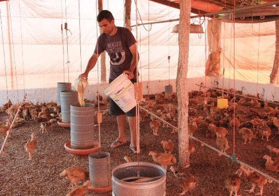 Programa de Avicultura Familiar entrega aves para mais 4 cidades