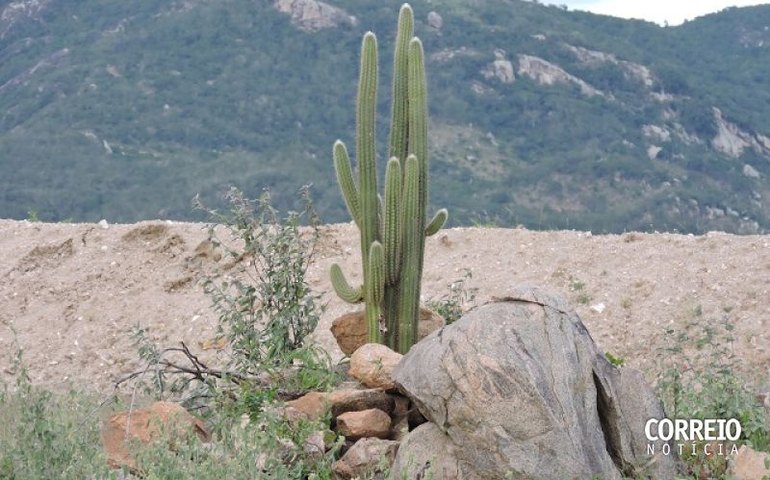 Sertão de Alagoas pode ter temperatura máxima de 36ºC neste fim de semana
