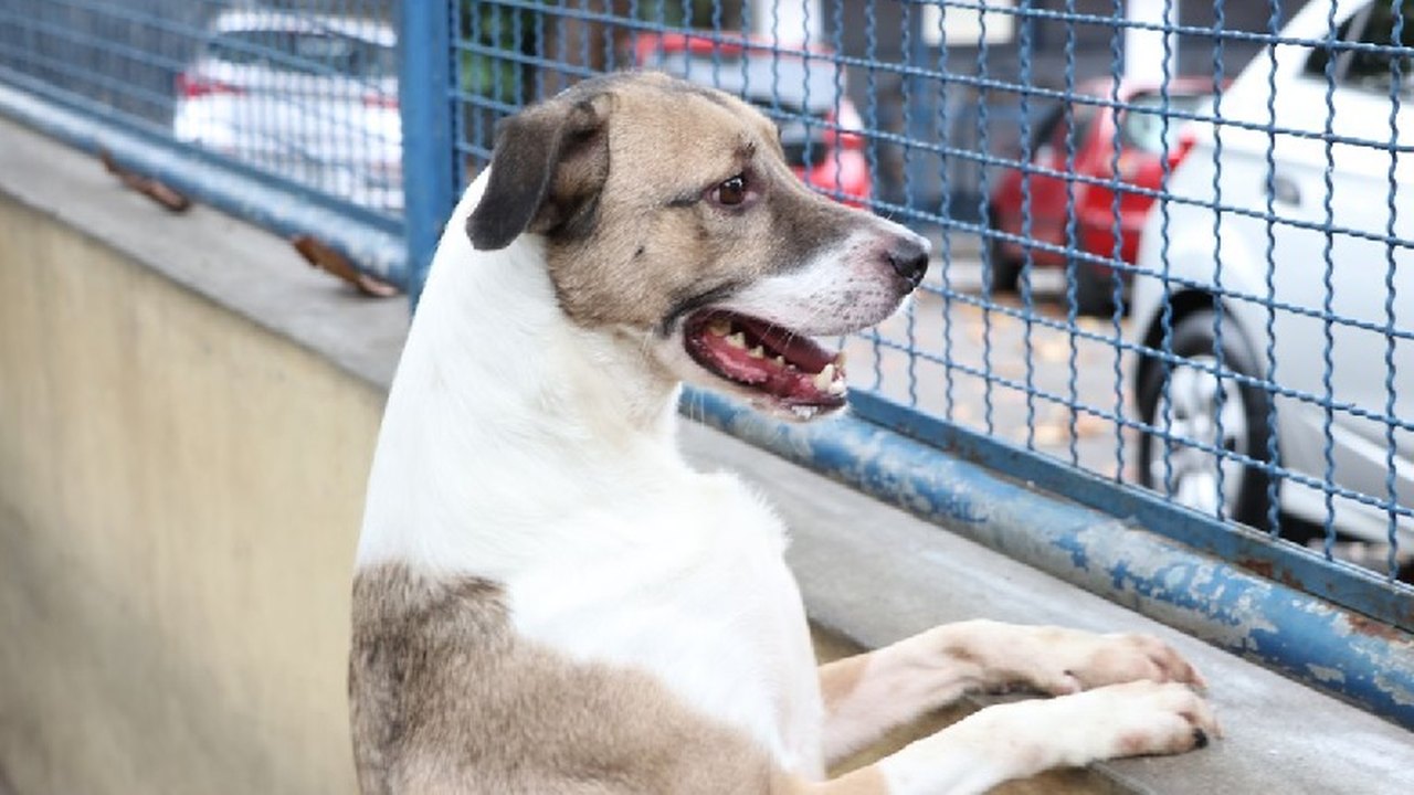 Câmara aprova projeto que incentiva a adoção de animais
