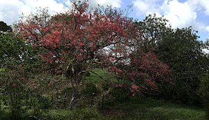 flores primavera