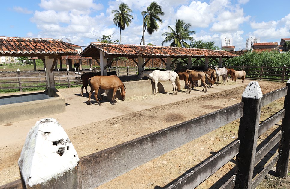 Cavalos em centro de recuperação