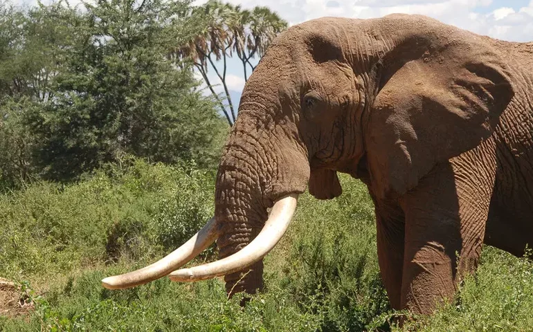 Índia mobiliza buscas por elefante 'assassino' que matou 22 pessoas