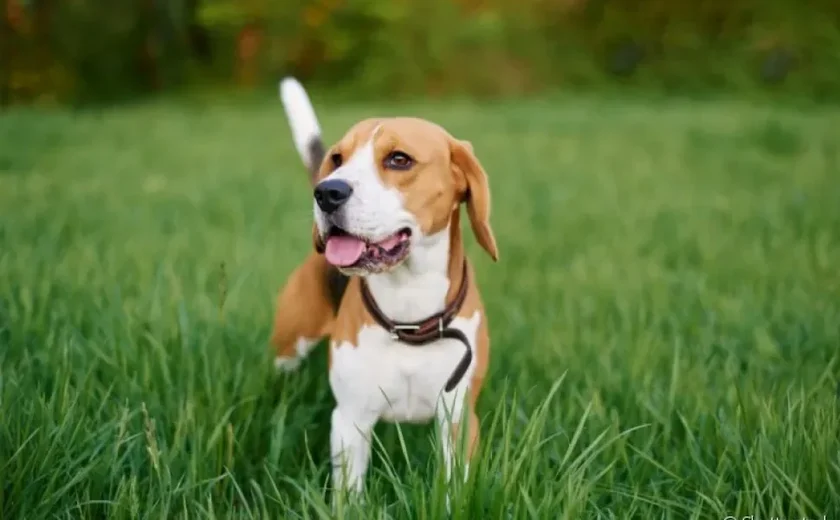 Conheça Winston, o cãozinho cinéfilo que viralizou na web