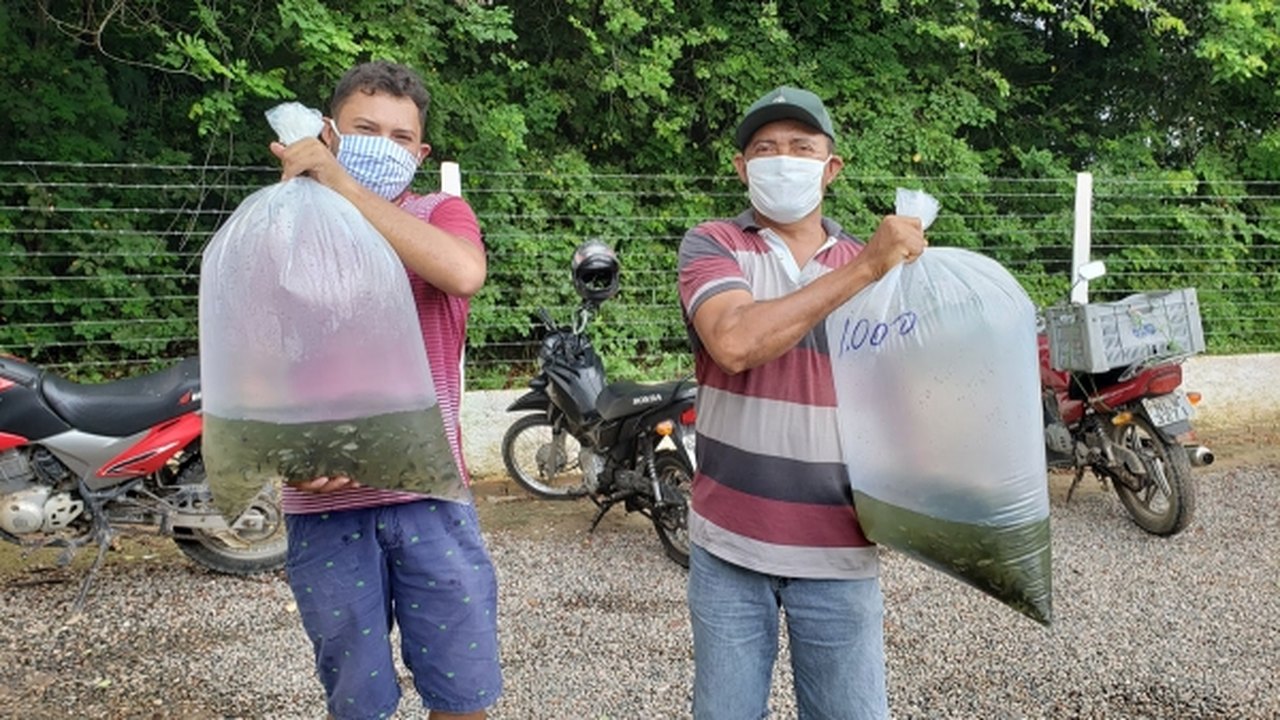 Seagri fará a doação de mais de 10 mil alevinos em Tanque d’Arca nesta sexta-feira (14)