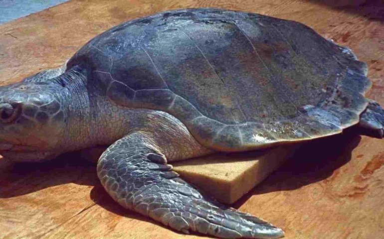 9 pessoas morrem e 78 ficam hospitalizadas após comerem carne de tartaruga em Zanzibar