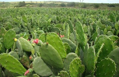 Pesquisadores se unem para montar banco de pesquisas sobre semiárido alagoano
