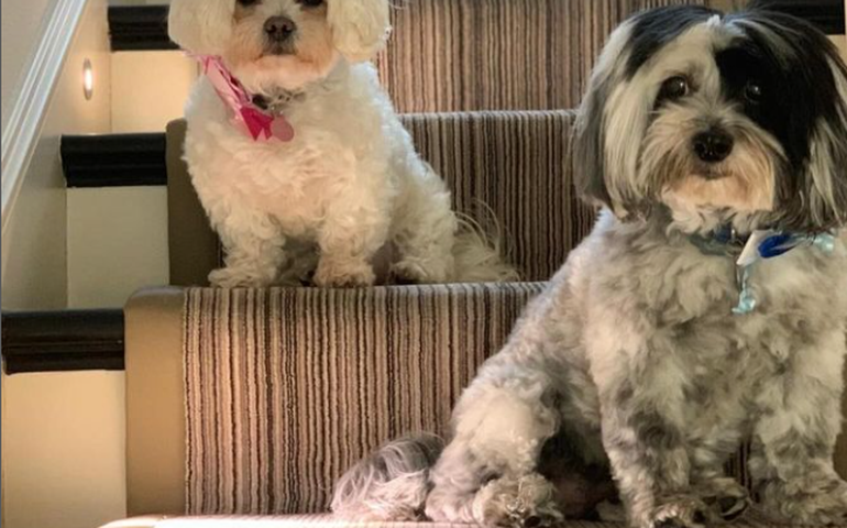 Robbie Williams lamenta morte de seus dois cães na mesma noite