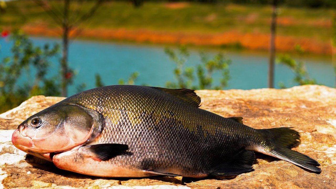 Peixe BR: com tarifaço, exportação de tilápia do País deve praticamente zerar no 2º semestre
