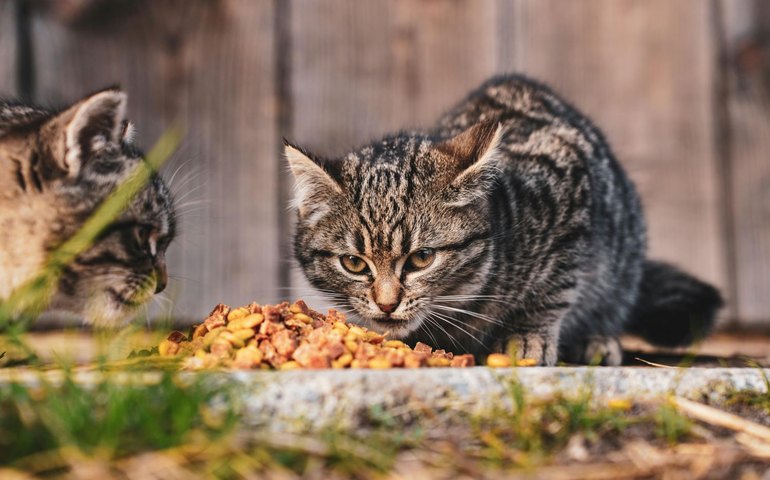 Saiba como garantir a saúde digestiva de seu pet