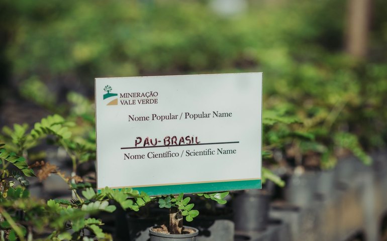 MVV detém mais de 20% de todo remanescente vegetativo de Craíbas