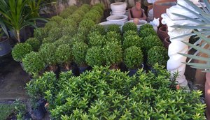 Plantas de diversas espécies garantem beleza ao espaço.